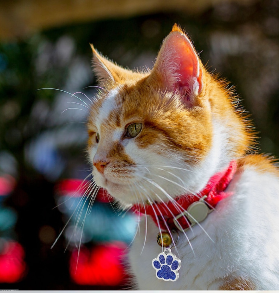 Patte Scintillante Personnalisée 