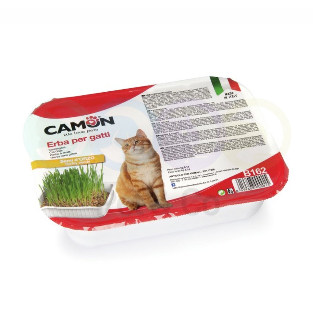 Cat grass with barley seeds