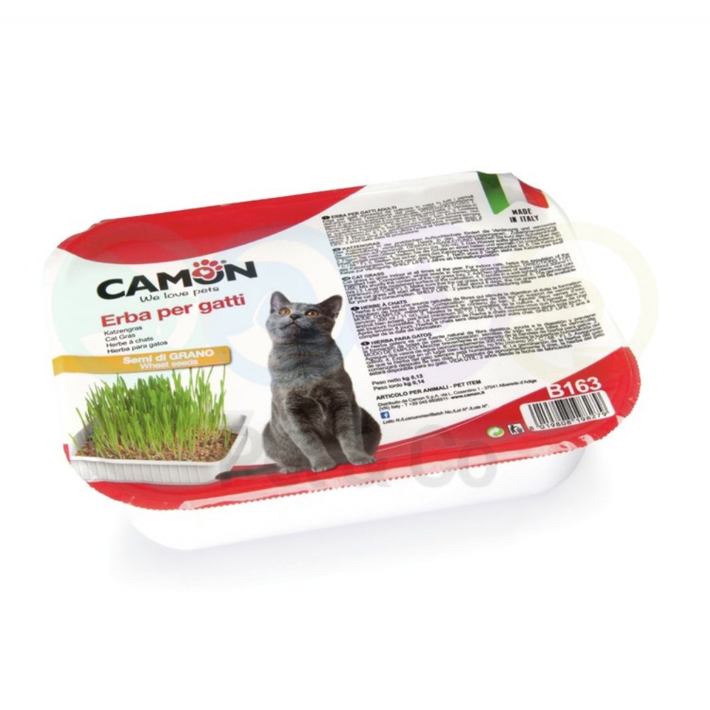 Cat Grass with Wheat Seeds