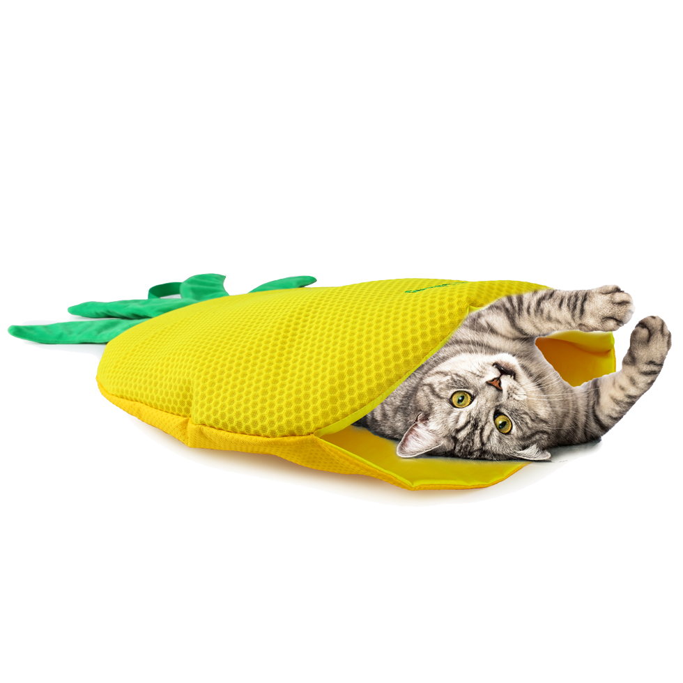 Jouet interactif: Tapis de jeu amusant pour chat rempli de Catnip