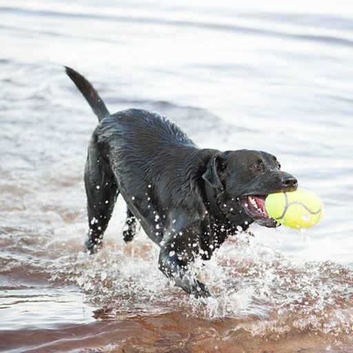 [PM-EBD15C2547D9] Airdog Football Squeaker Large Kong