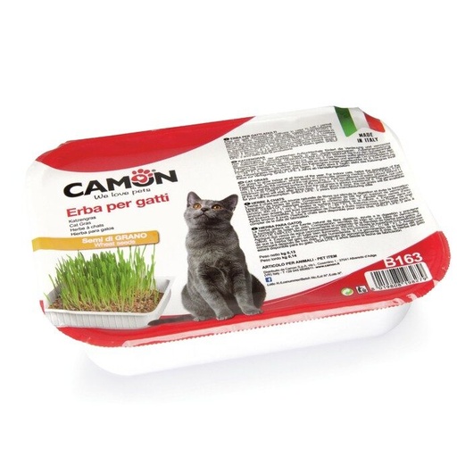 Camon - Herbe à Chats - BLÉ -