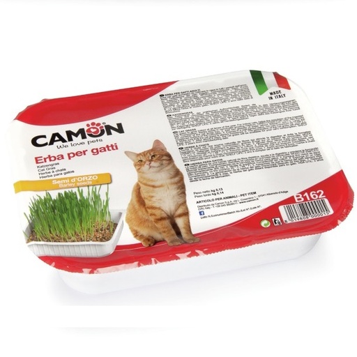 Camon - Herbe à Chats - ORGE-