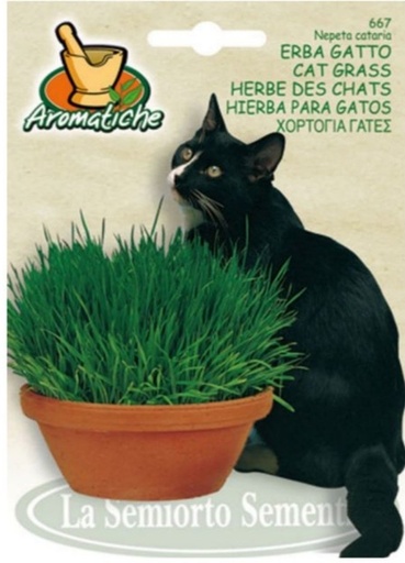 Herbe à chat (Graines à semer)
