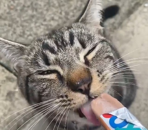 Yaourt pour chat 7 sachets (volaille/saumon).